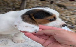 Beagle dogs for sale: Penny - Image 7