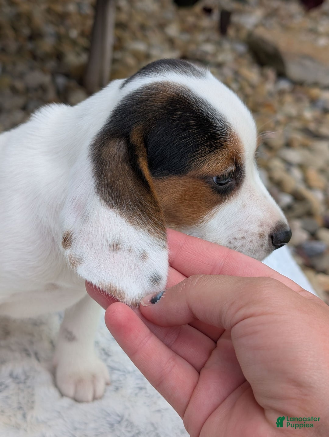 Beagle dogs for sale: Penny - Image 7