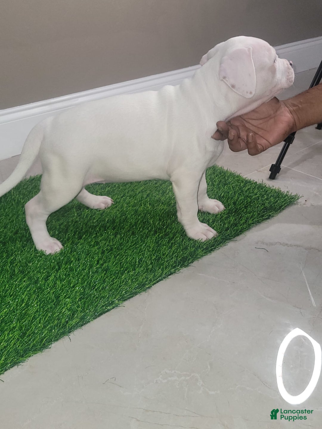 American Bully dogs for sale: Pearl - Image 6