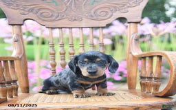 Miniature Dachshund dogs for sale: Brandon - Image 3