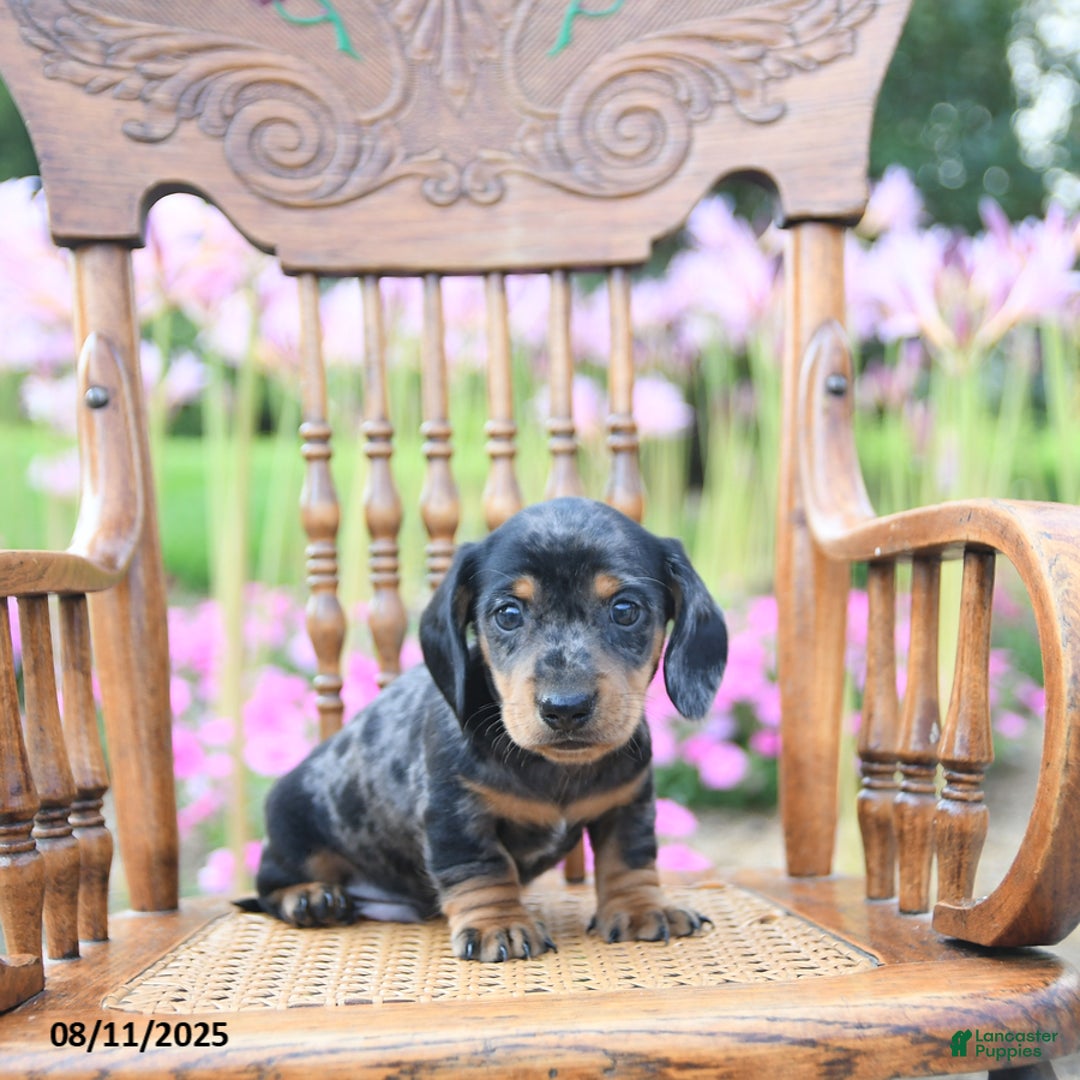Miniature Dachshund dogs for sale: Brandon - Image 3