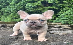French Bulldog dogs for sale: Genius - Image 7