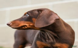 Doberman Pinscher dogs for sale: Diesel - Image 11