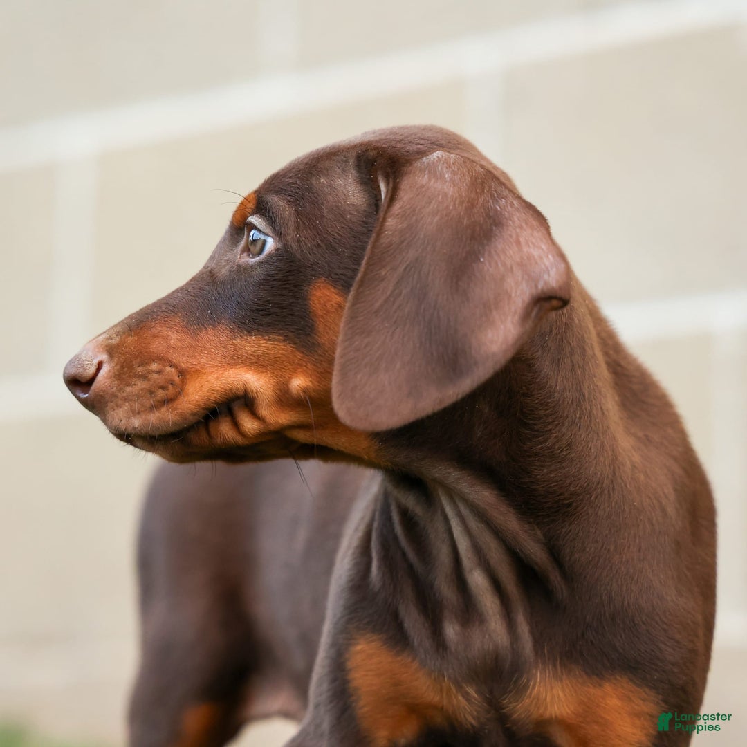 Doberman Pinscher dogs for sale: Diesel - Image 11