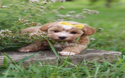 Havapoo dogs for sale: Remi - Image 8