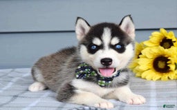 Siberian Husky dogs for sale: Conner - Image 8