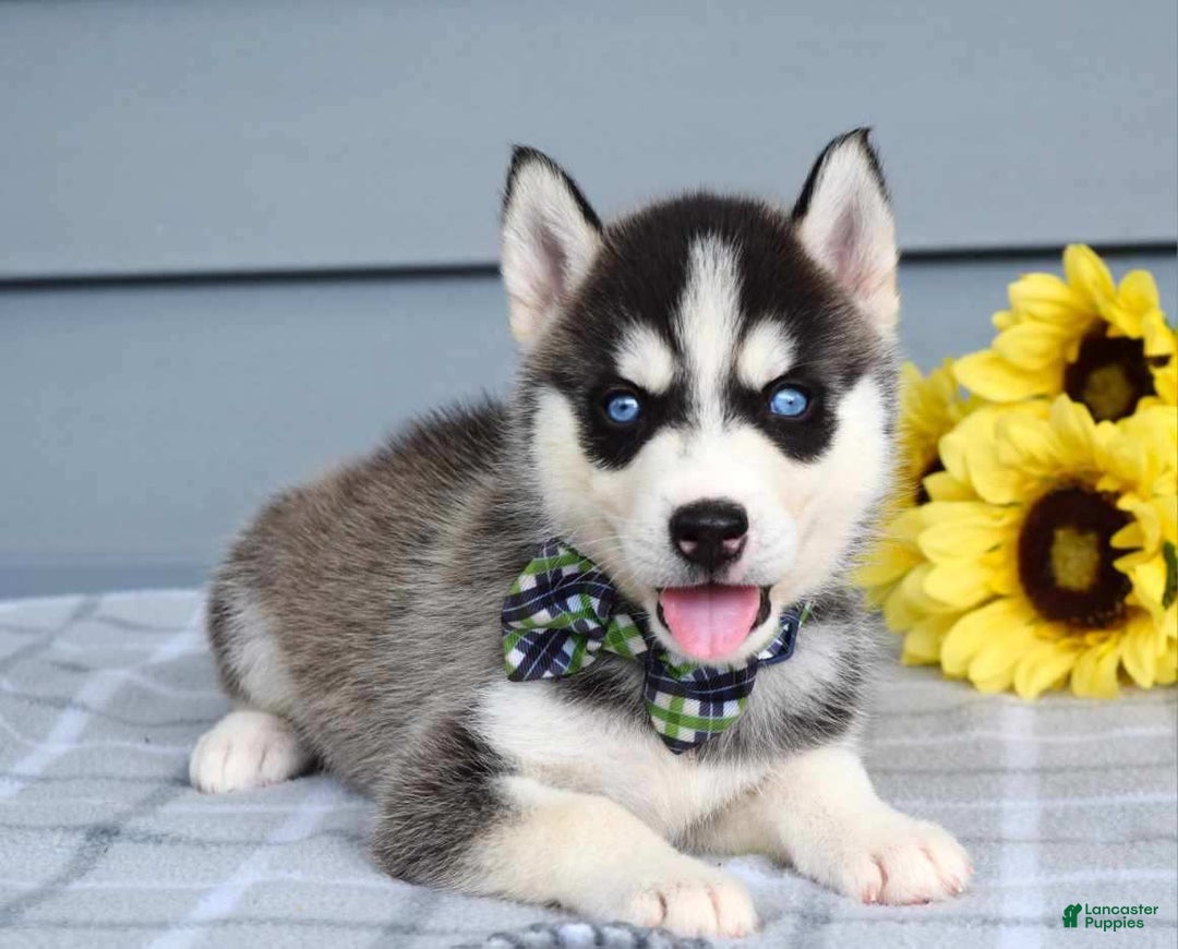 Siberian Husky dogs for sale: Conner - Image 8