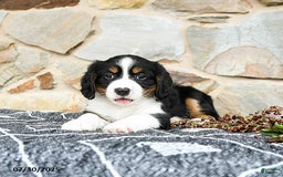 Miniature Bernese Mountain Dog dogs for sale: Maple - Image 1