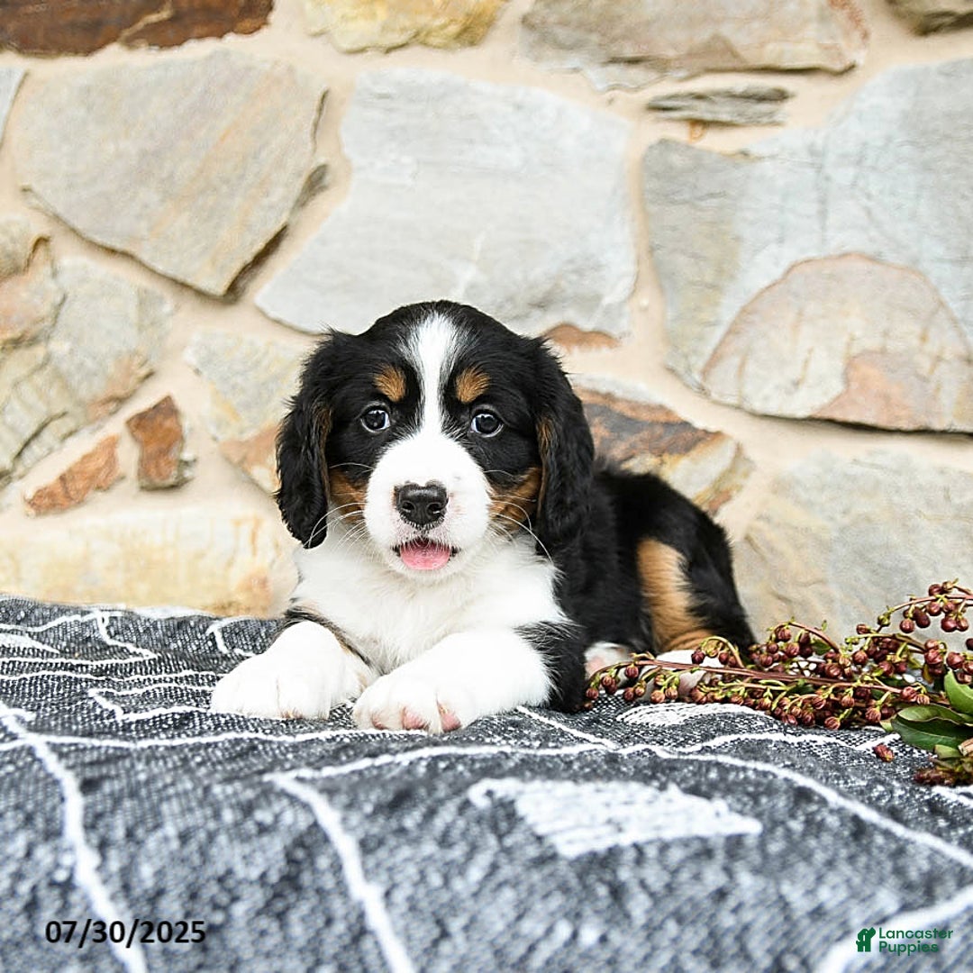 Miniature Bernese Mountain Dog dogs for sale: Maple - Image 1