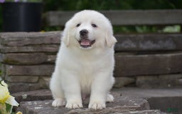 Great Pyrenees dogs for sale: Whitlock - Image 3