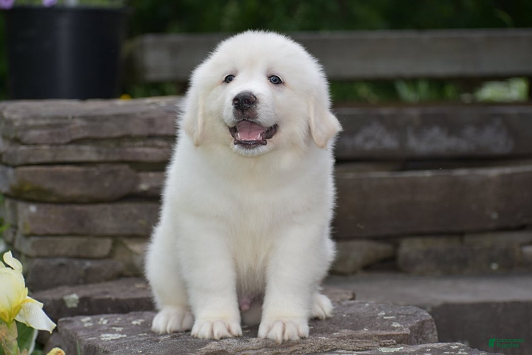 Great Pyrenees dogs for sale: Whitlock - Image 3