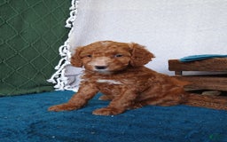 Miniature Poodle dogs for sale: Dakato - Image 3