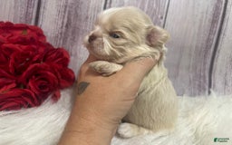 Shih Tzu dogs for sale: Peter - Image 4