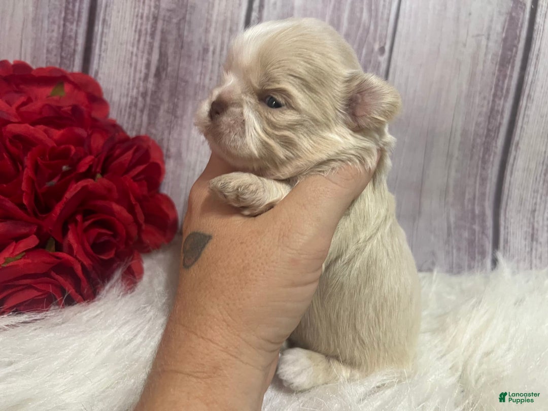Shih Tzu dogs for sale: Peter - Image 4