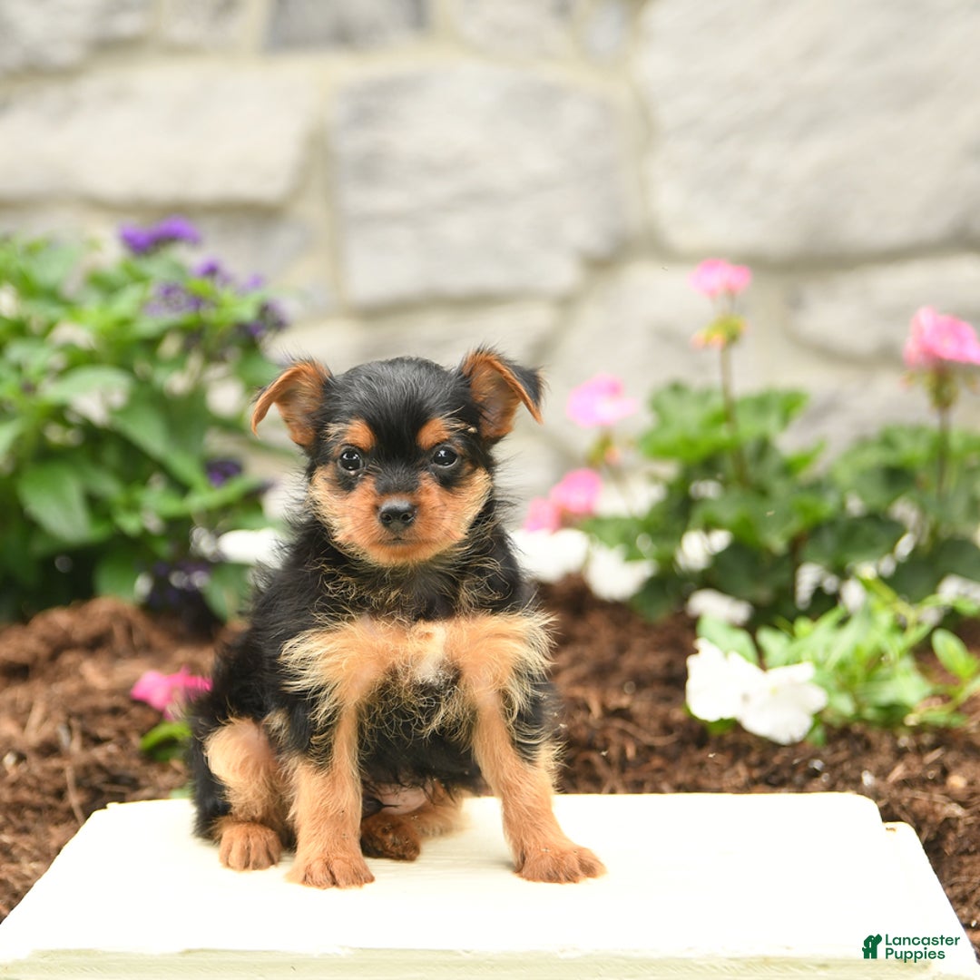 Yorkshire Terrier dogs for sale: Ryan - Image 2