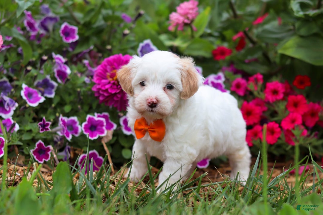 Maltipoo dogs for sale: Timmy - Image 7