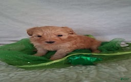 Mini Aussiedoodle dogs for sale: HONEY - Image 3