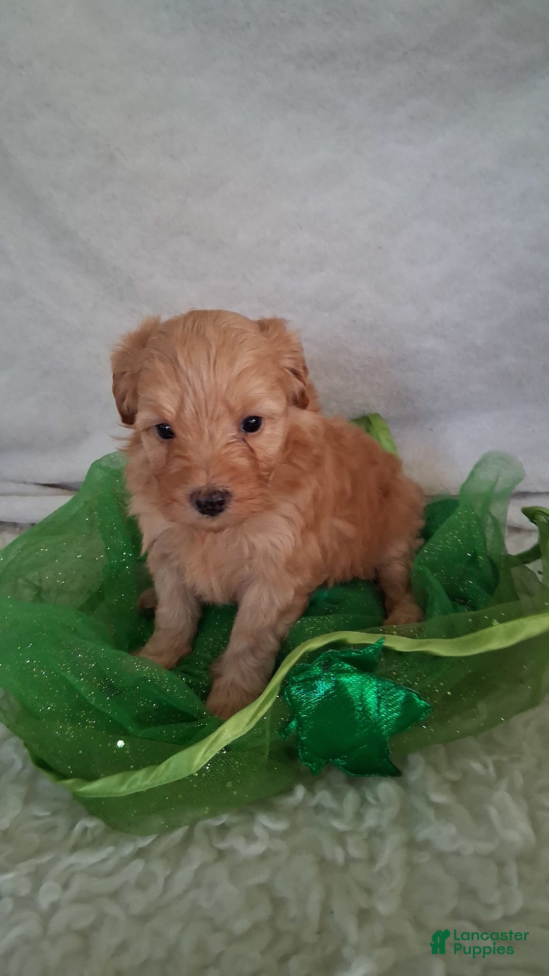 Mini Aussiedoodle dogs for sale: HONEY - Image 3