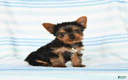 Yorkshire Terrier dogs for sale: Yorkshire Terrier 4 puppies - Image 12