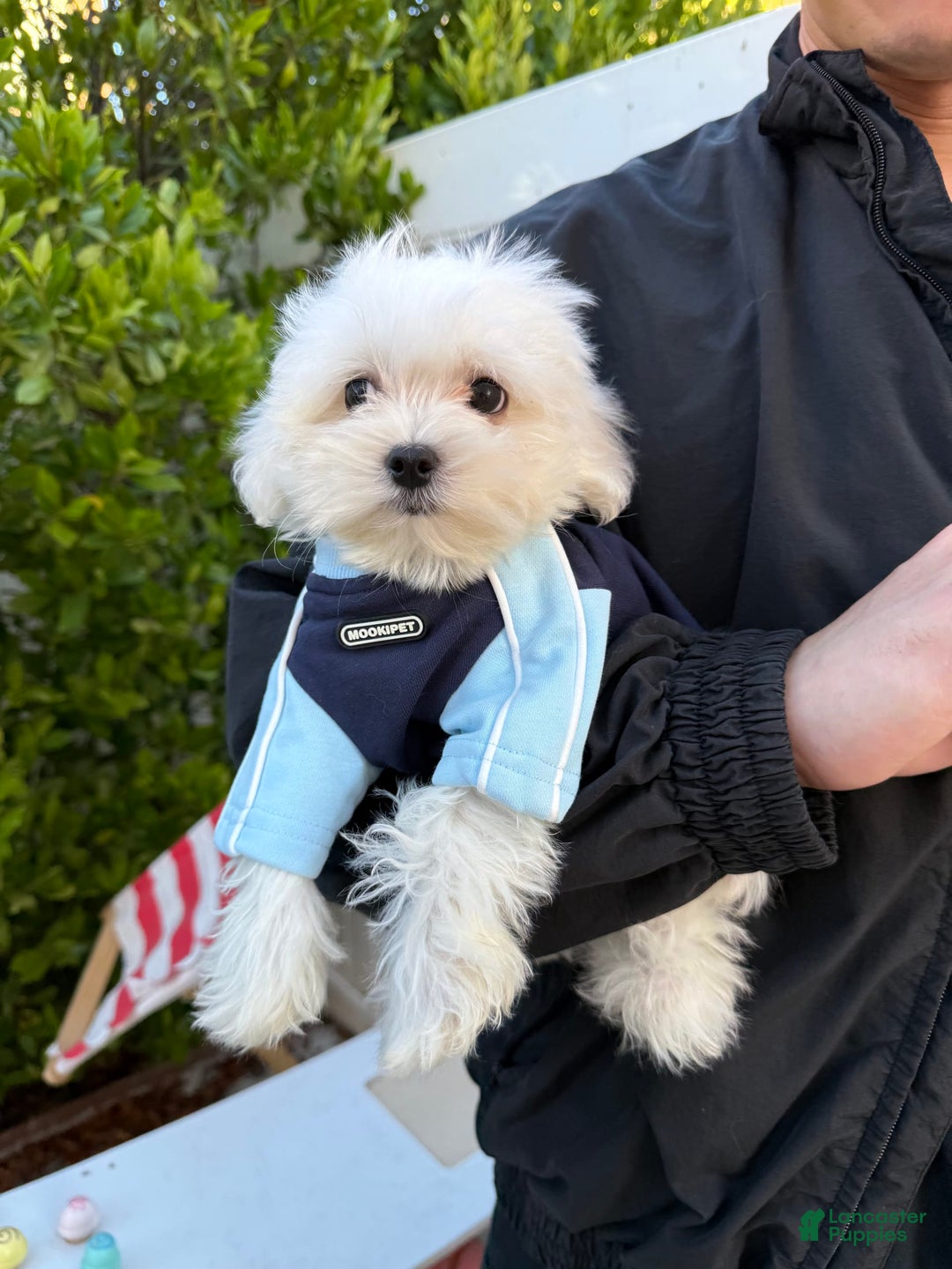 Maltese dogs for sale: Puff - Image 4