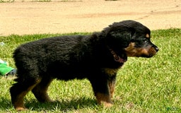Rottweiler dogs for sale: Purple - Image 5