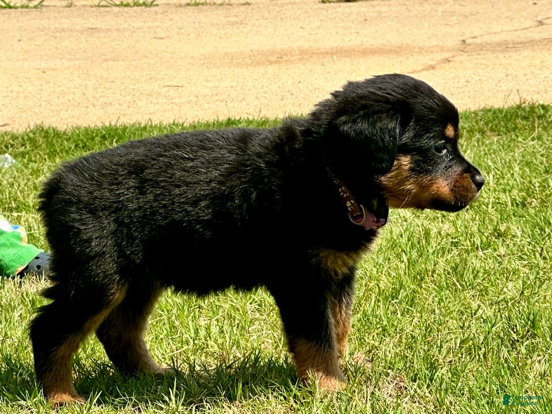 Rottweiler dogs for sale: Purple - Image 5
