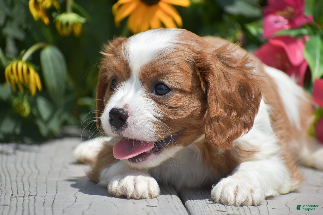 Cavalier King Charles Spaniel dogs for sale: Buster - Image 7