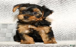 Yorkshire Terrier dogs for sale: Connor - Image 6