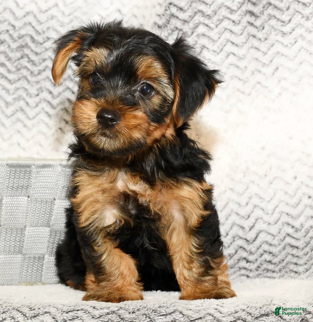 Yorkshire Terrier dogs for sale: Connor - Image 6