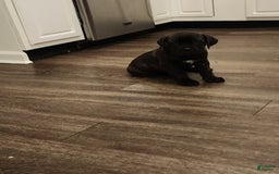 Cane Corso dogs for sale: Cane Corso 8 puppies - Image 2