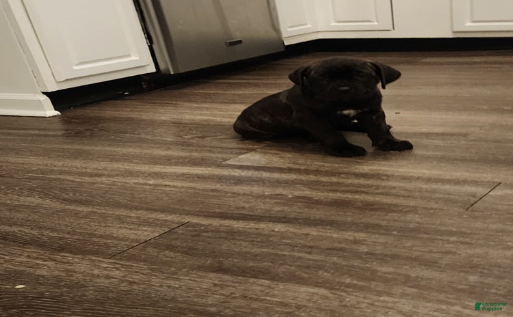 Cane Corso dogs for sale - Ad 1