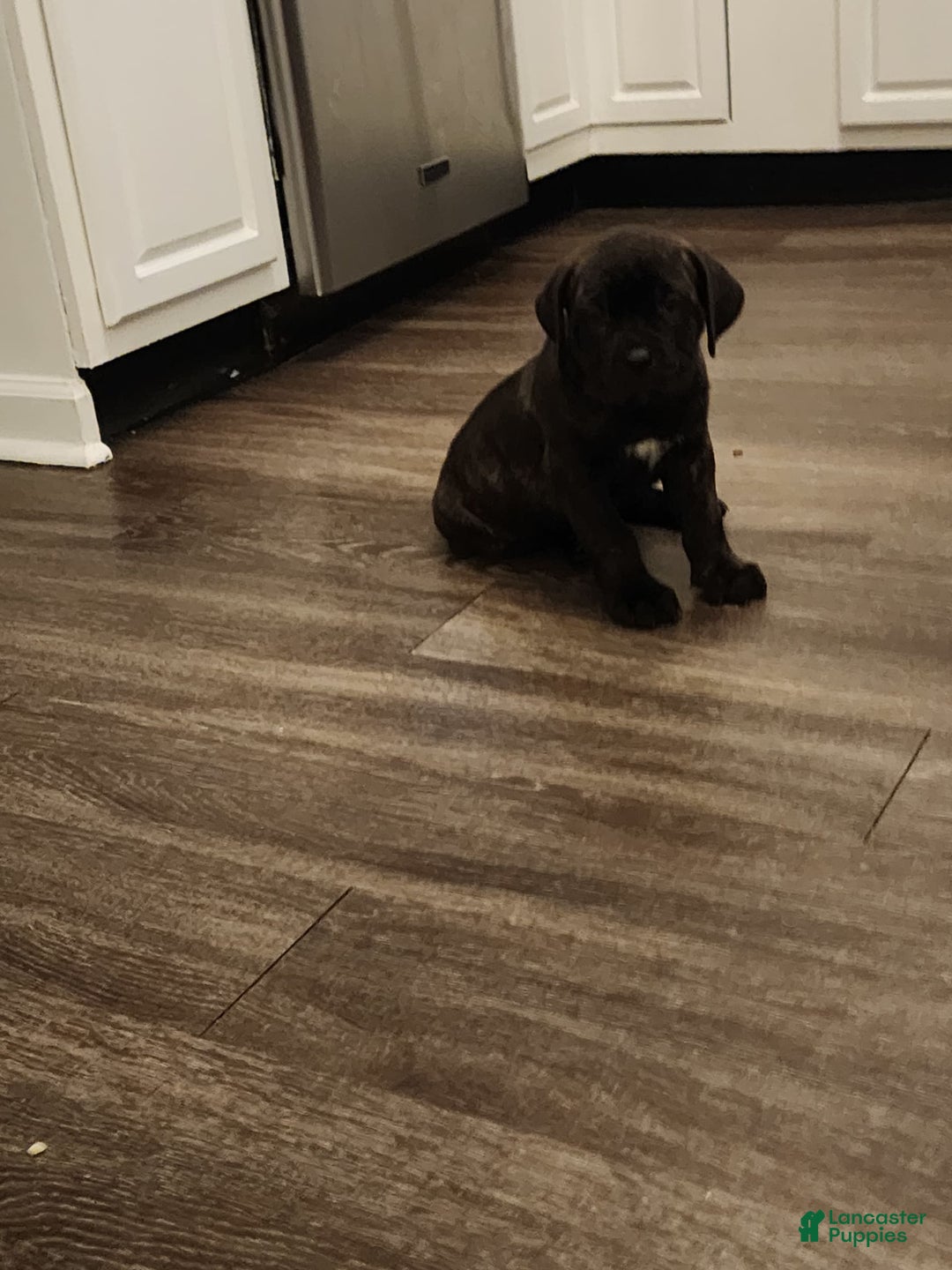 Cane Corso dogs for sale: Cane Corso 8 puppies - Image 2
