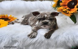 Frenchton dogs for sale: Parker - Image 3