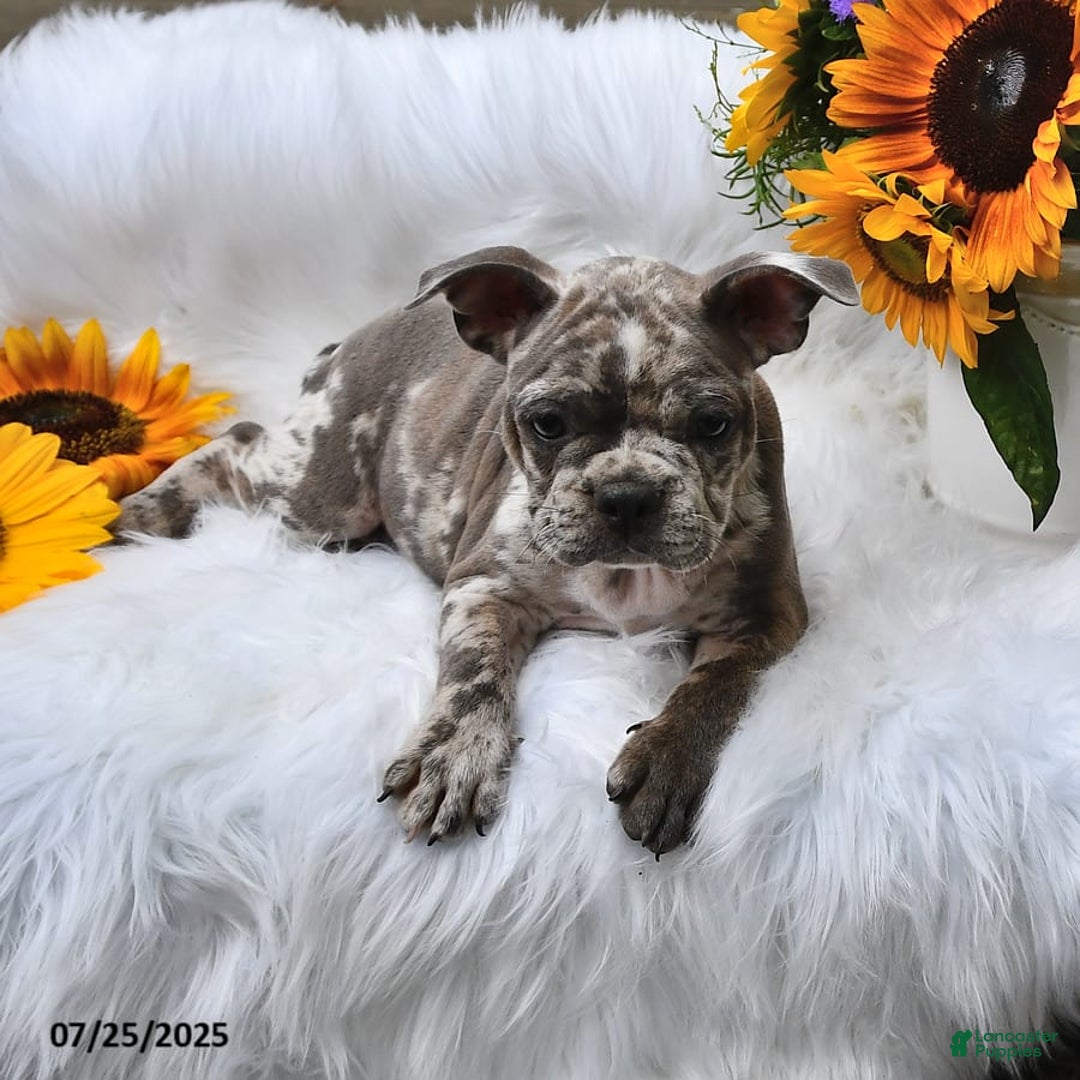 Frenchton dogs for sale: Parker - Image 3