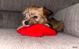 Morkie dogs for sale: Clover - Image 3