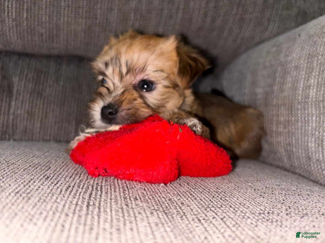 Morkie dogs for sale: Clover - Image 3