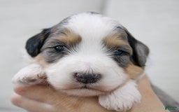 Mini Bernedoodle dogs for sale: Luke - Image 12