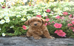 Havapoo dogs for sale: Toby - Image 1