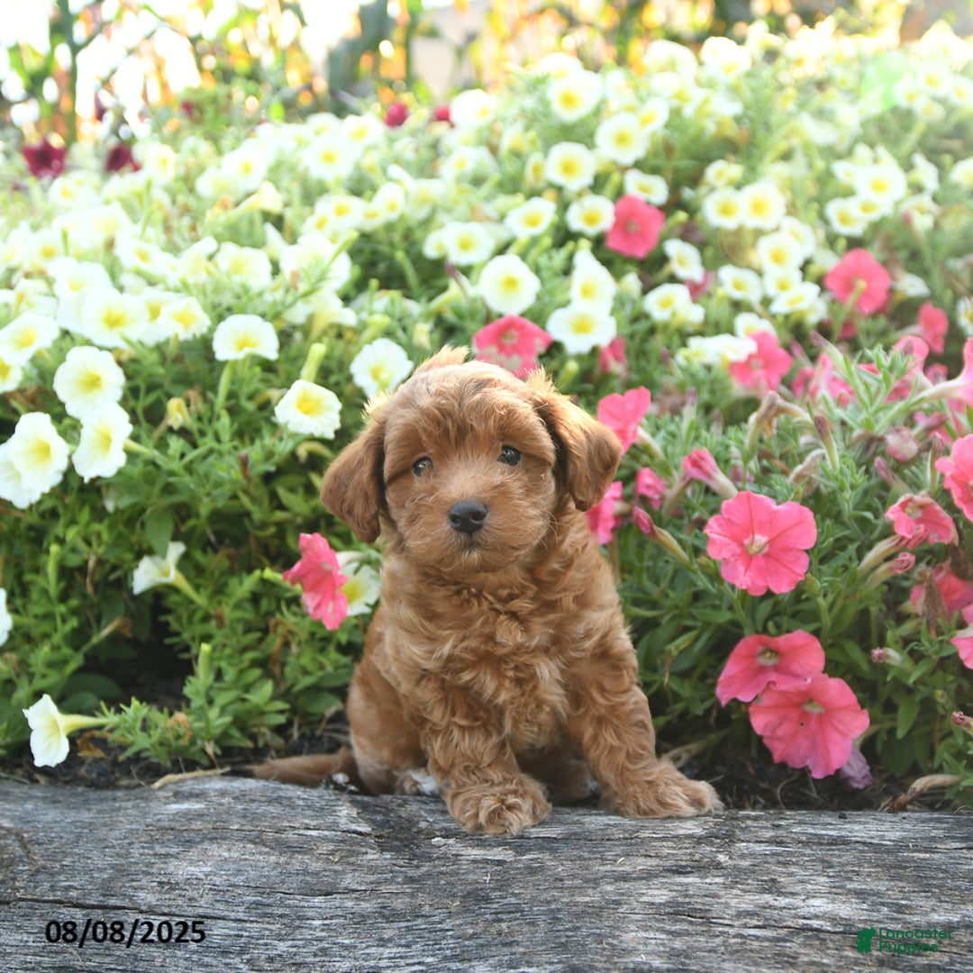 Havapoo dogs for sale: Toby - Image 1