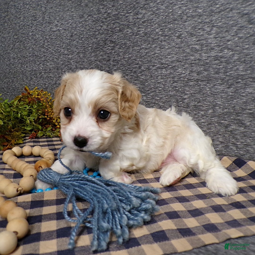 Cavachon dogs for sale: Banjo - Image 1