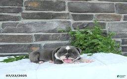 Olde English Bulldogge dogs for sale: Charles - Image 4