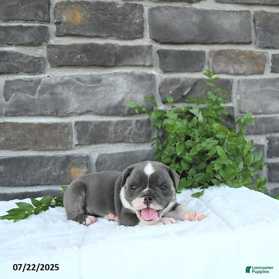 Olde English Bulldogge dogs for sale: Charles - Image 4