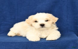 Shihpoo dogs for sale: Jake - Image 3