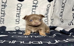 Chihuahua dogs for sale: Tobias Lavender Long Coat - Image 23