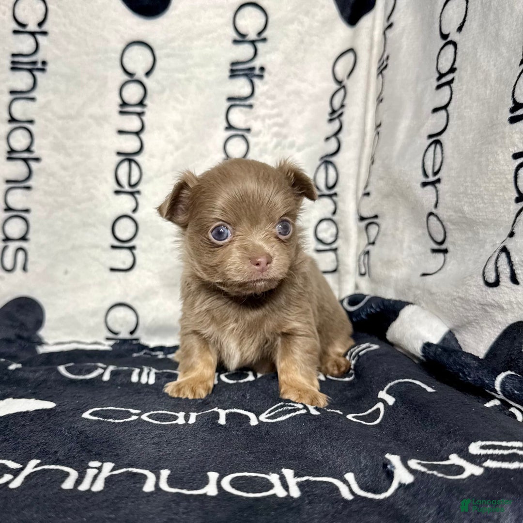 Chihuahua dogs for sale: Tobias Lavender Long Coat - Image 23