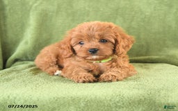 Cavapoo dogs for sale: Suzie - Image 4