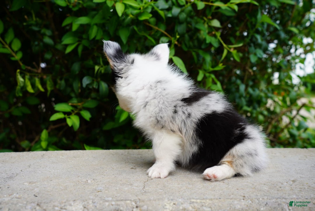 American Corgi dogs for sale: Blue - Image 2