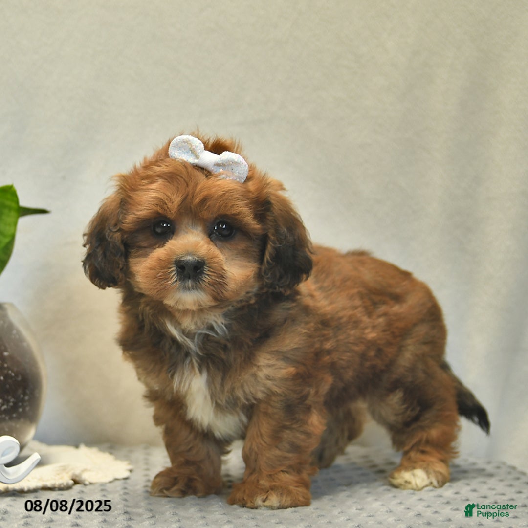 Shihpoo dogs for sale: Alice - Image 5