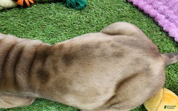 Catahoula Leopard Dog dogs for sale: Duchess 2025 Female 4 - Image 5