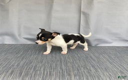 Chihuahua dogs for sale: Miles - Image 2